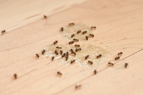 ant trail along kitchen wall