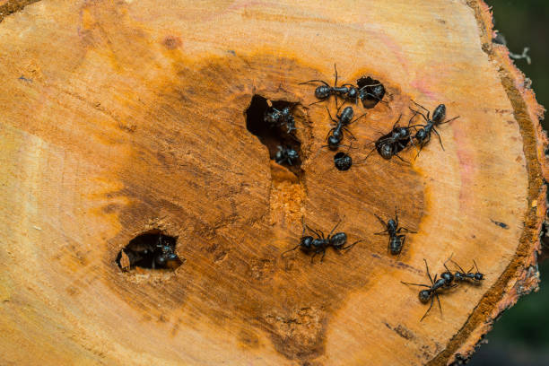 ant damage to wood