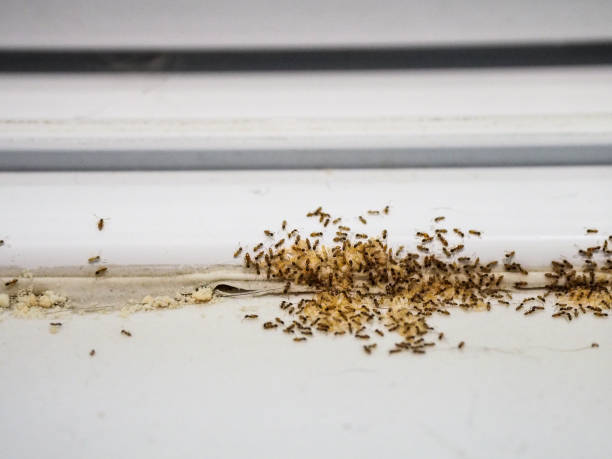 ant infestation in home