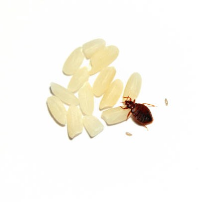 bed bug size compared to grain of rice