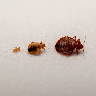 bed bug life cycle