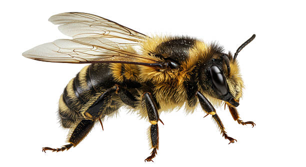 bees nest in wall or tree