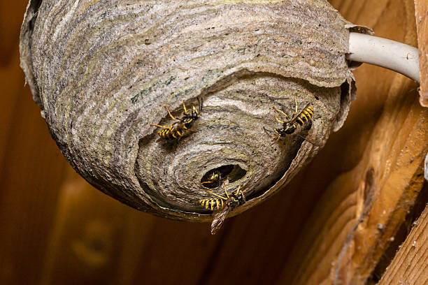 yellow jacket nest in ground or wall