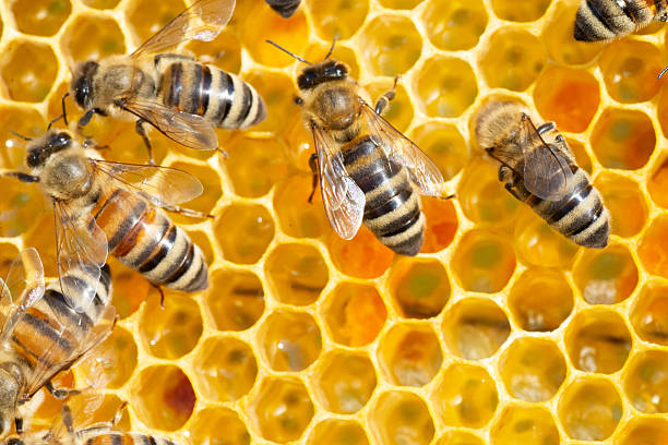 honey bees hive in tree or wall