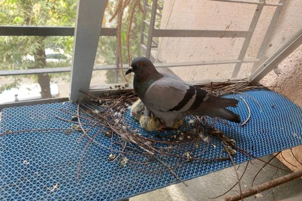 bird droppings on building