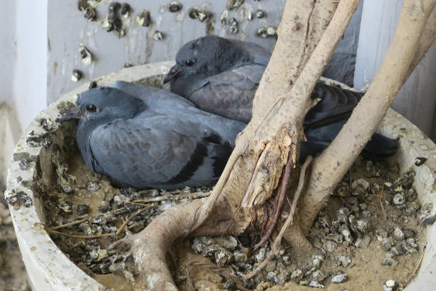 bird droppings on building