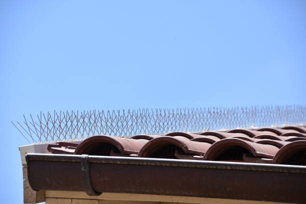 bird droppings on building
