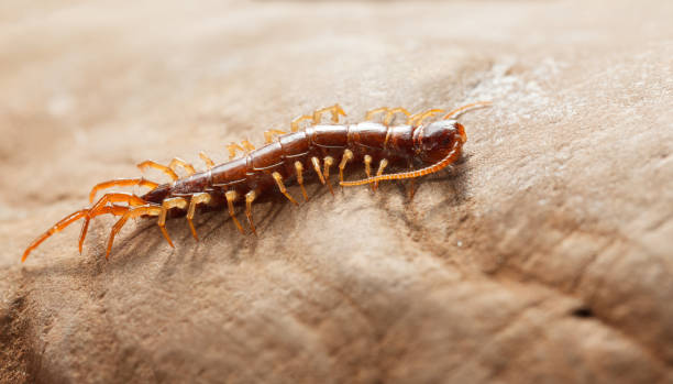 centipede on wall or floor