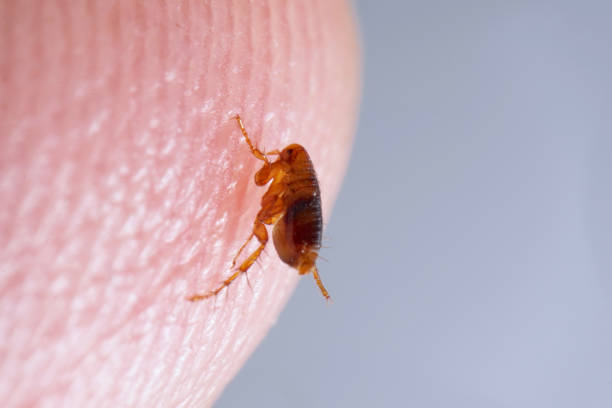 fleas on pet or carpet