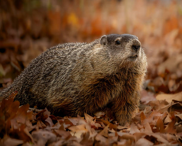 groundhog near burrow