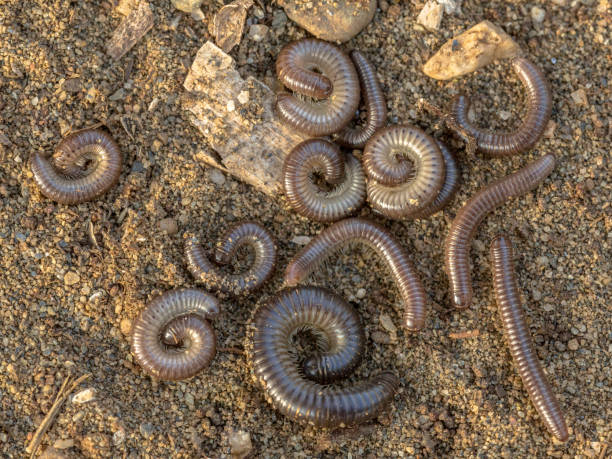 millipedes on the ground