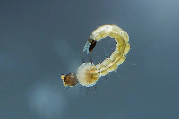 standing water with mosquito larvae