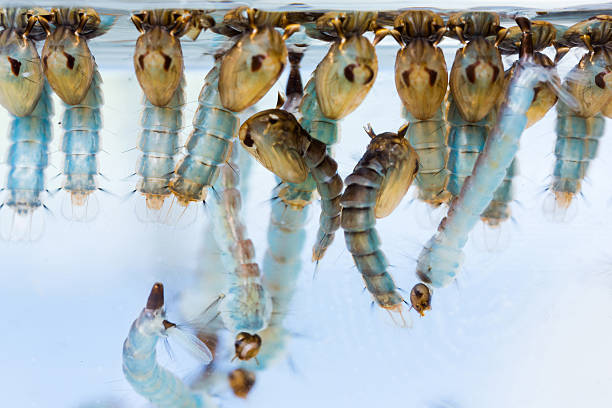 standing water with mosquito pupa