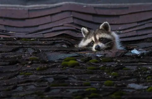 raccoon on roof or in attic