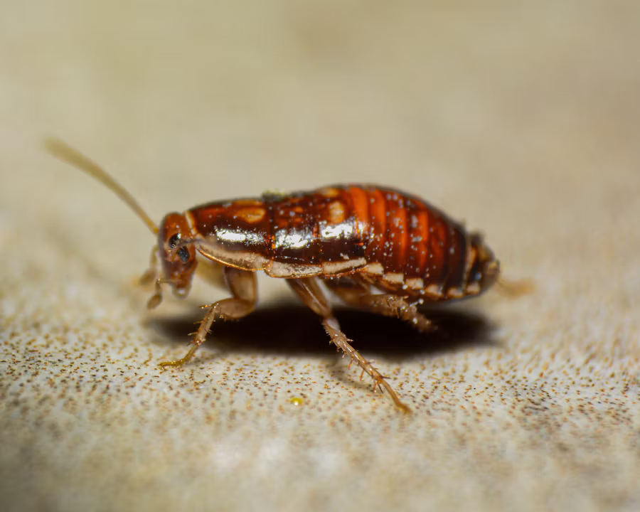 adult cockroach