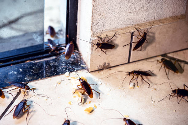 cockroach infestation in kitchen