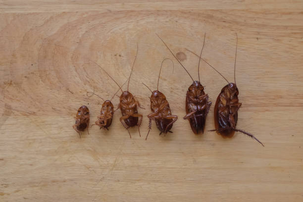 cockroach life cycle diagram