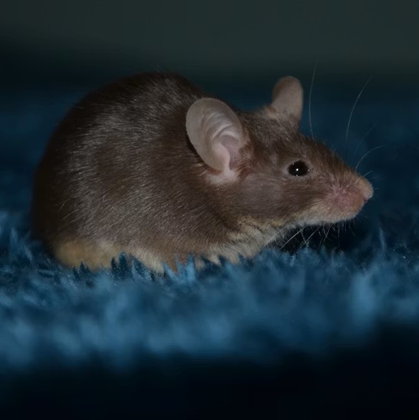 Rat