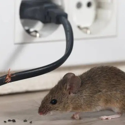 Mouse