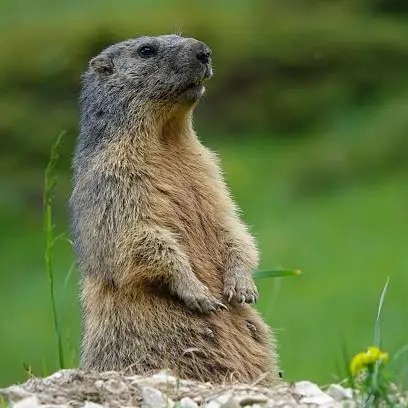 rodent in building
