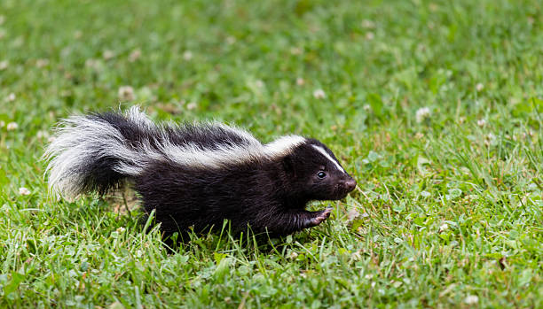 skunk in yard or under deck