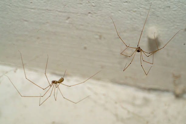 spider web in corner of room