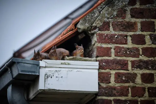 squirrel on roof or in attic