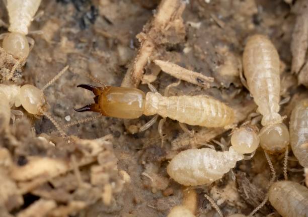 termites image