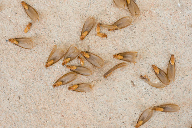 termites swarmers