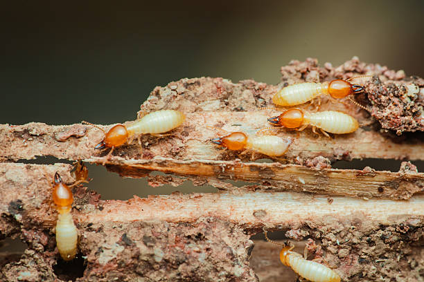 termites swarmers