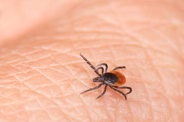 ticks on grass or on hand